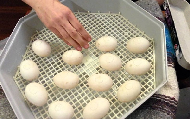 Можно ли мыть яйца перед хранением в холодильнике: нужно ли мыть