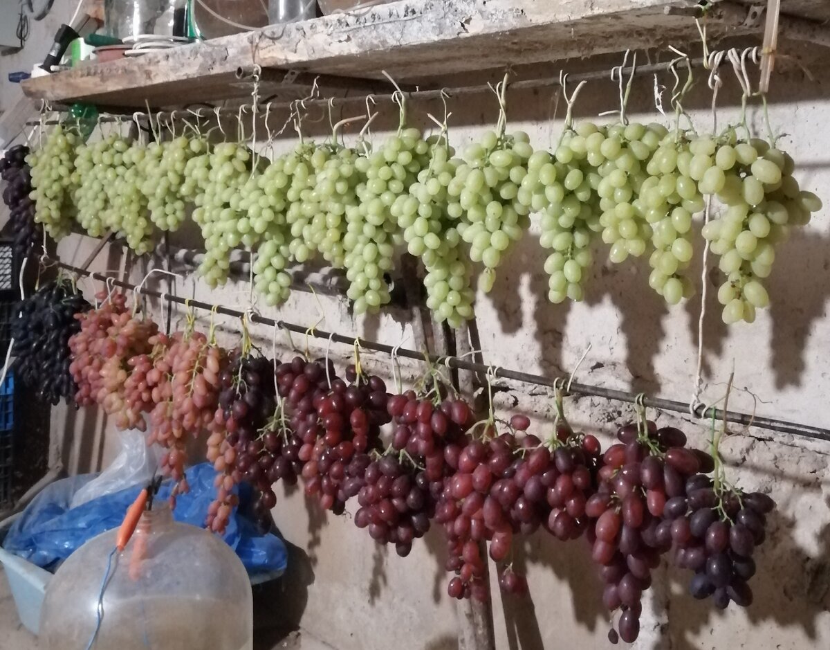 Способы и условия хранения винограда в домашних условиях - vinograd-loza