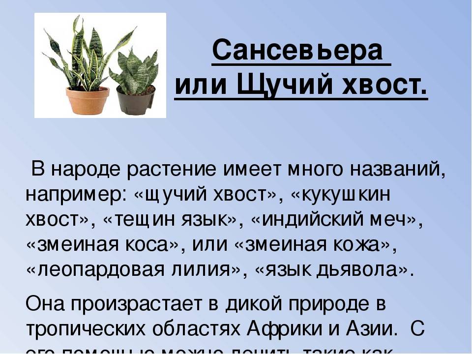 Можно ли выращивать дома кактусы Суккуленты могут очистить дом от негатива или спровоцировать расставание супругов Все приметы и поверья о кактусах