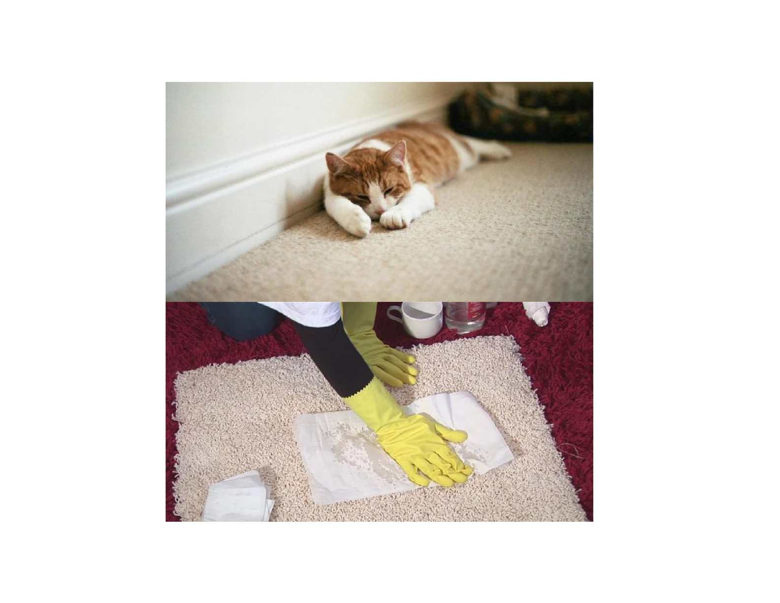 Лучшие способы чистки ковров в домашних условиях - строительный блог вити петрова