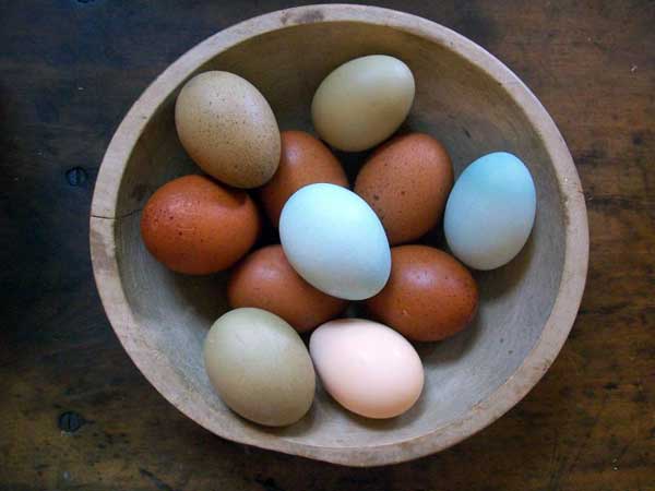 От чего зависит цвет и размер куриного яйца, почему яйцо может пахнуть