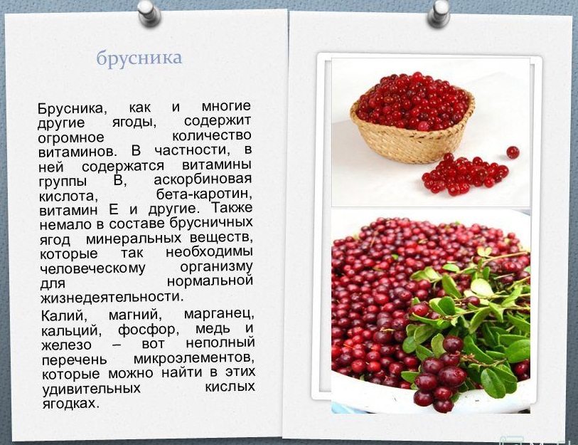Брусника - полезные свойства ягоды и противопоказания