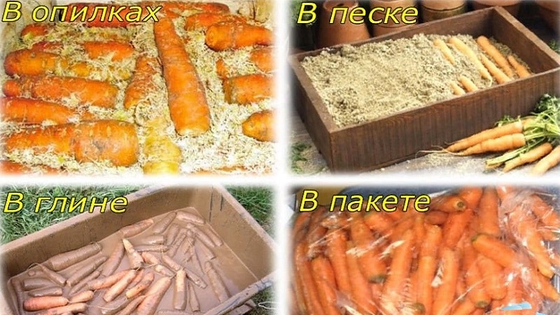 Как хранить морковь в погребе зимой в домашних условиях