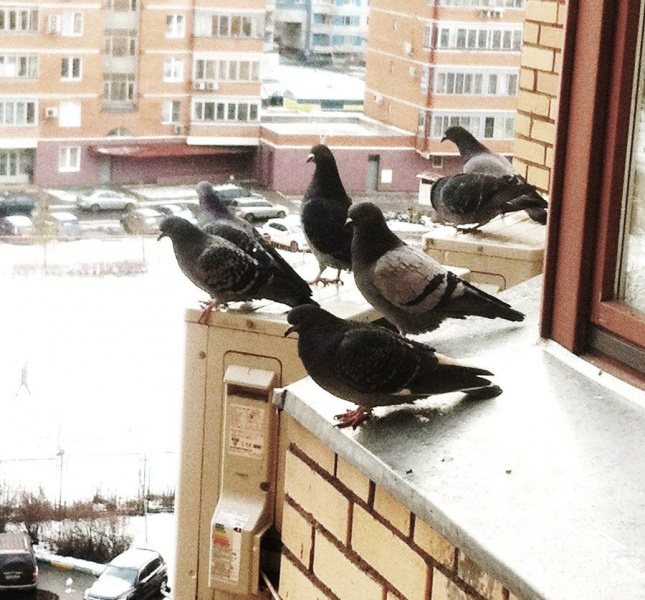 Как избавиться от голубей на балконе: как отпугнуть на подоконнике, как отвадить на крыше, отпугиватель, чего они боятся | domovoda.club
