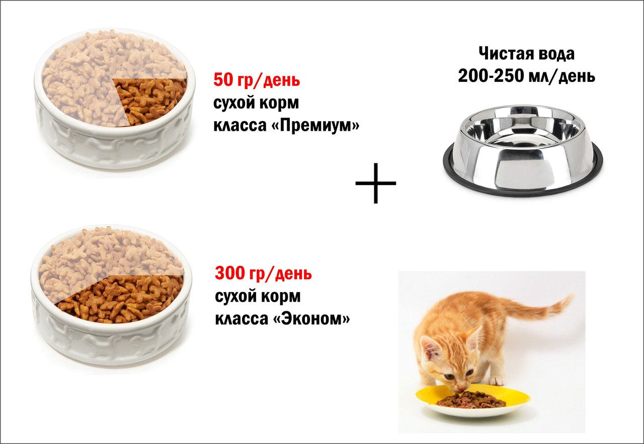 Можно ли кормить кошку собачьим кормом – польза и вред смешения кормов