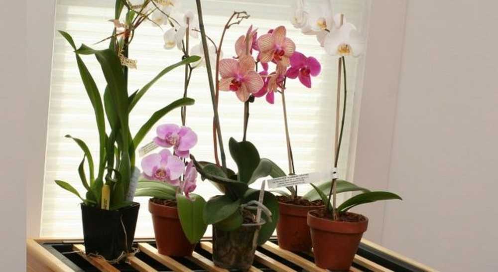 Приметы об орхидее, уход в домашних условиях