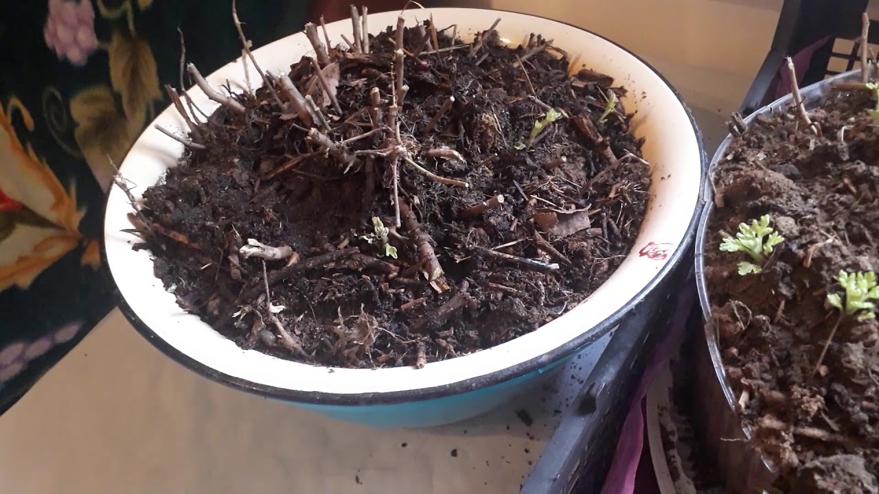 Как сохранить выкопанные хризантемы до весны - ogorod.guru