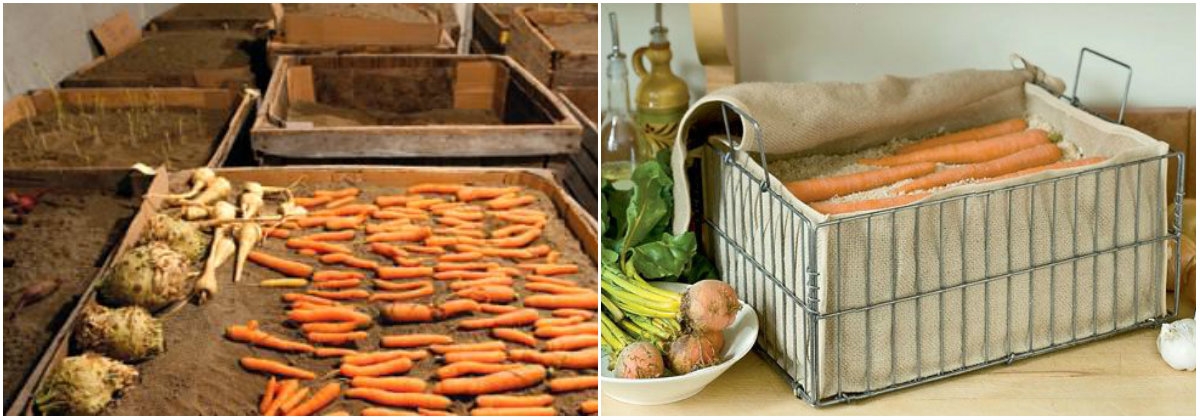 Как хранить морковь правильно: в погребе и квартире, в холодильнике и в подвале, мыту и свежую зимой selo.guru — интернет портал о сельском хозяйстве