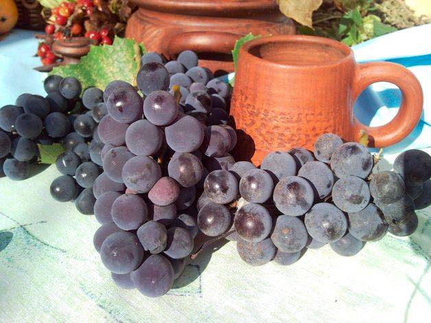Правильное хранение винограда в домашних условиях. секреты «бывалых»: как хранить виноград в домашних условиях до нового урожая