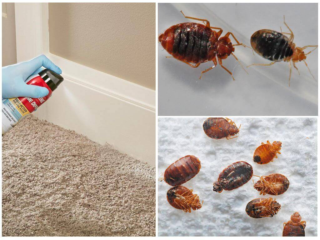 Следы клопов в квартире и как определить присутствие насекомых