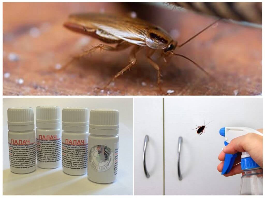 Народные средства от тараканов: методы борьбы в домашних условиях с помощью лаврового листа, уксуса и прочих средств