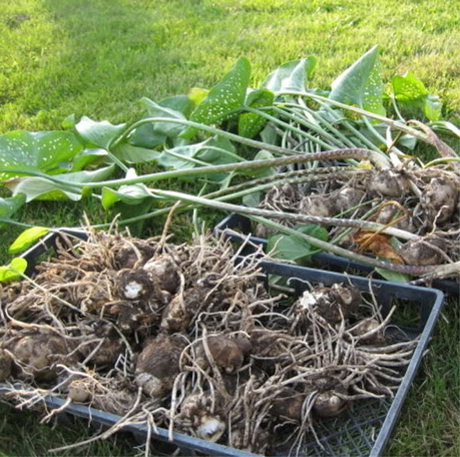Как хранить каллы зимой: хранение луковиц в домашних условиях до весны, когда можно выкапывать
