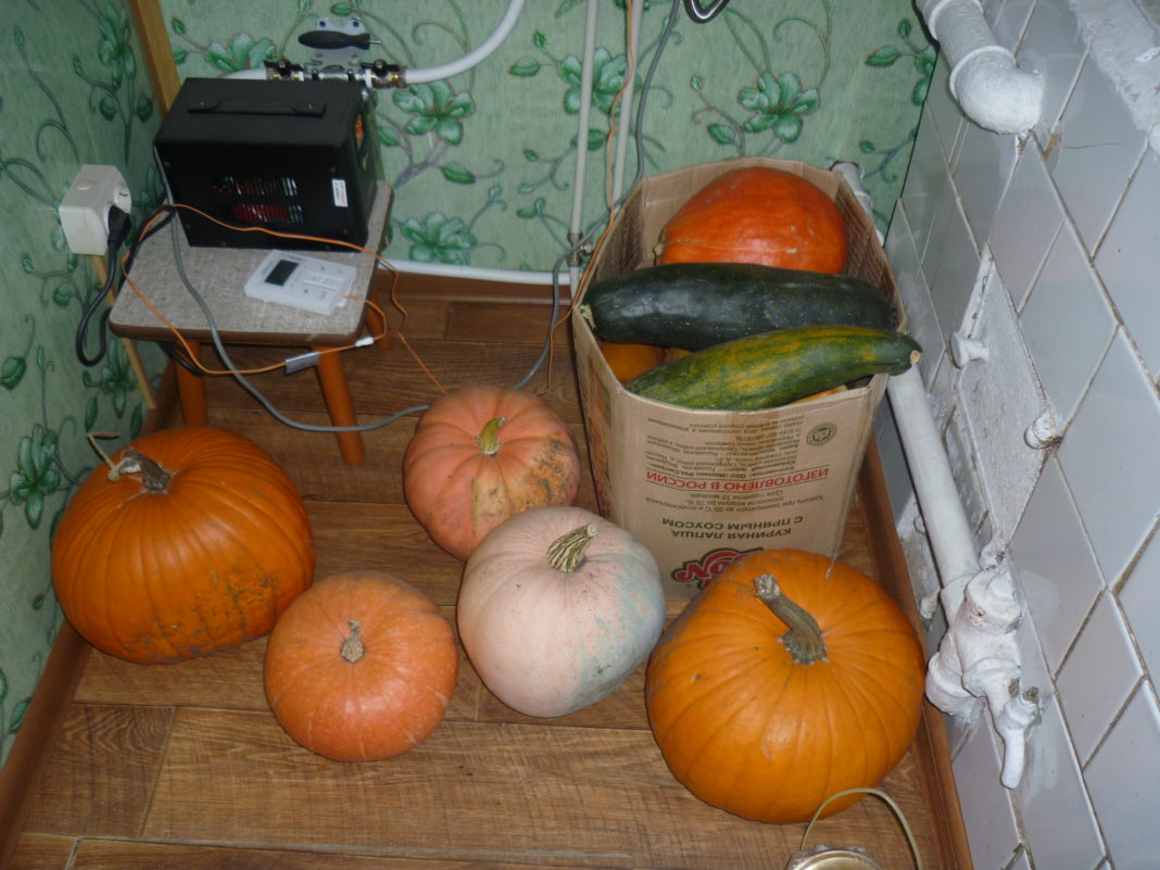 Как хранить тыкву в домашних условиях: разрезанную, чтобы не пропала, в квартире в холодильнике на зиму, температура и условия
