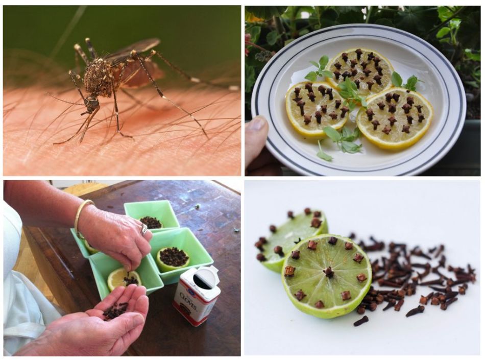 Как избавиться от комаров в квартире, доме или подвале - народные средства и другие способы борьбы