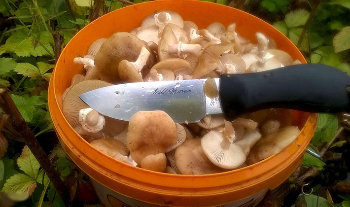 У белых грибов убирать губку. как и где чистить грибы. нужно ли чистить грибы и как это правильно делать?