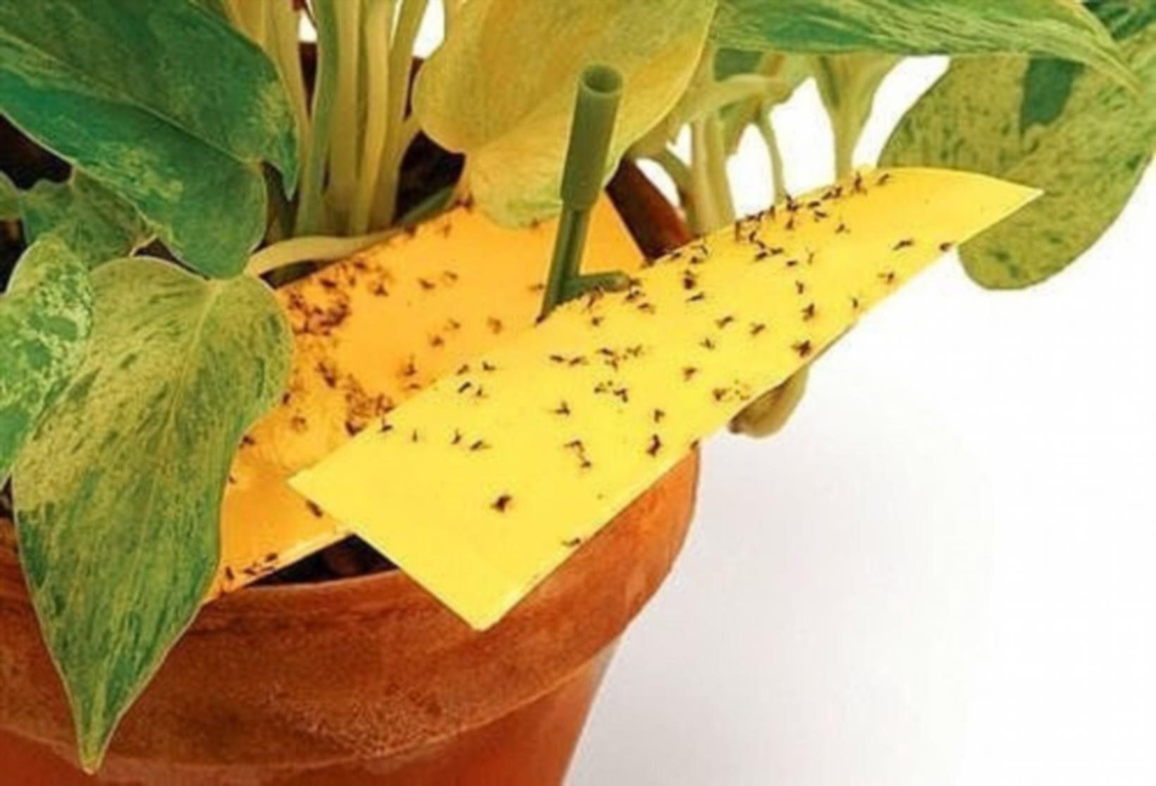 Как избавиться от мошек в комнатных растениях и цветочных горшках