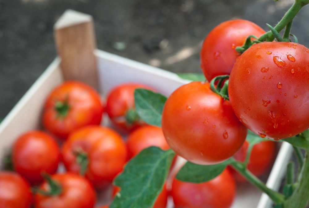 Как правильно хранить спелые, бурые и зеленые помидоры в домашних условиях, чтобы они максимально долго оставались свежими: необходимые условия, популярные способы
