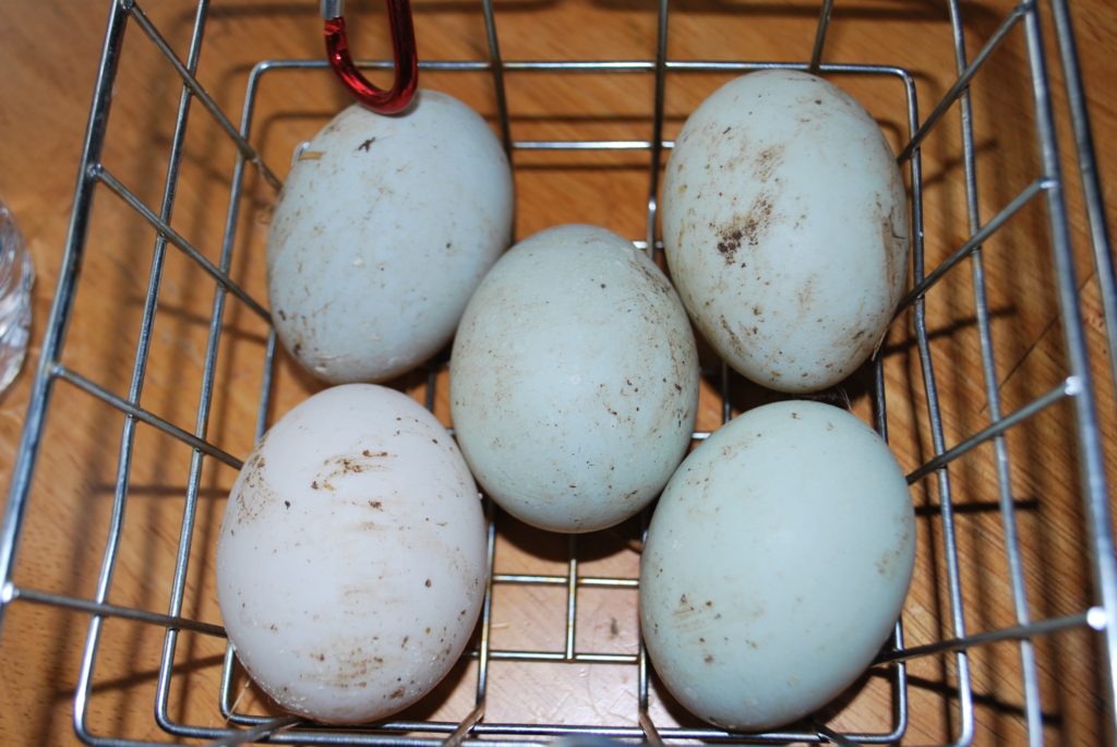 Нужно ли мыть яйца перед варкой, хранением, закладкой в инкубатор, почему