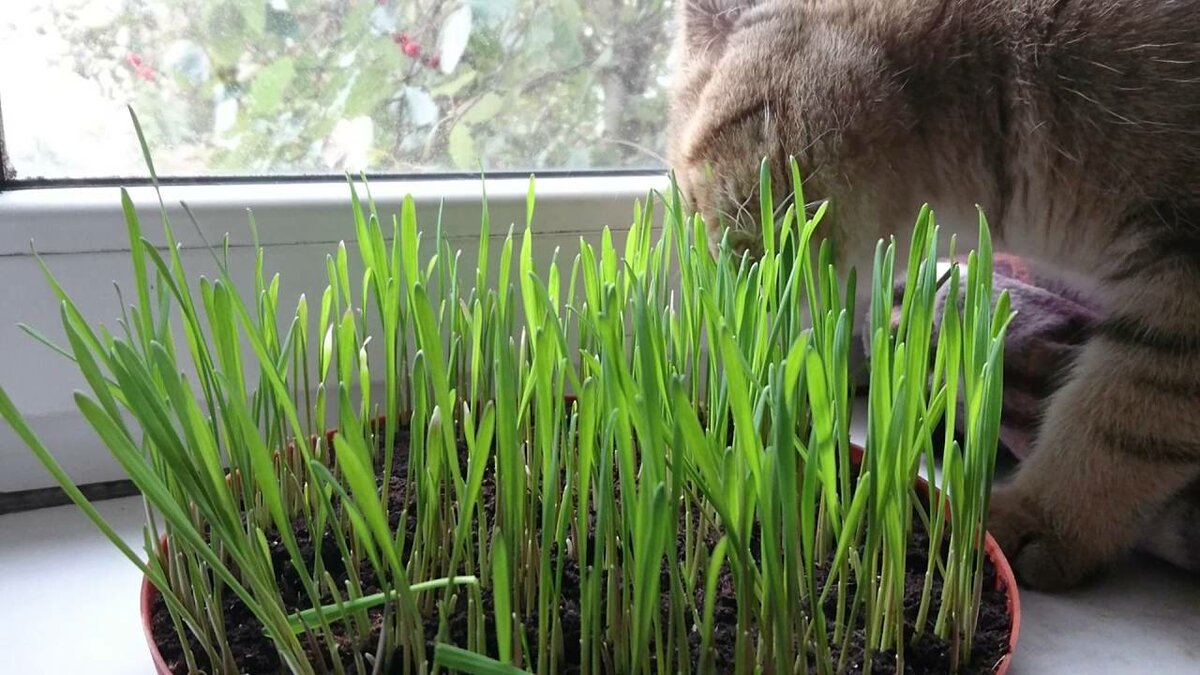 Трава для кошек – как вырастить траву для кошек?