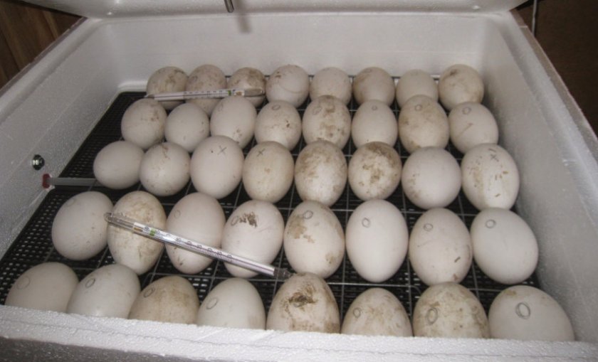 Как проводить инкубацию перепелиных яиц?