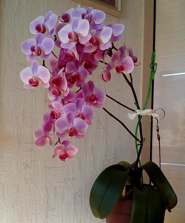 Можно ли держать дома орхидеи: приметы и суеверия, его магические свойства, а также к чему дарят цветок женщине и кому он подходит