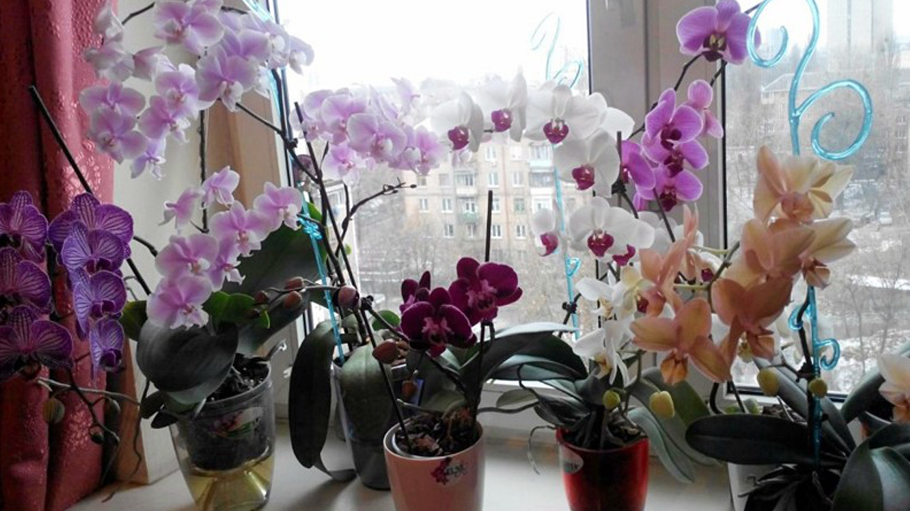Почему нельзя держать дома орхидеи: плохие и хорошие приметы, влияние на здоровье