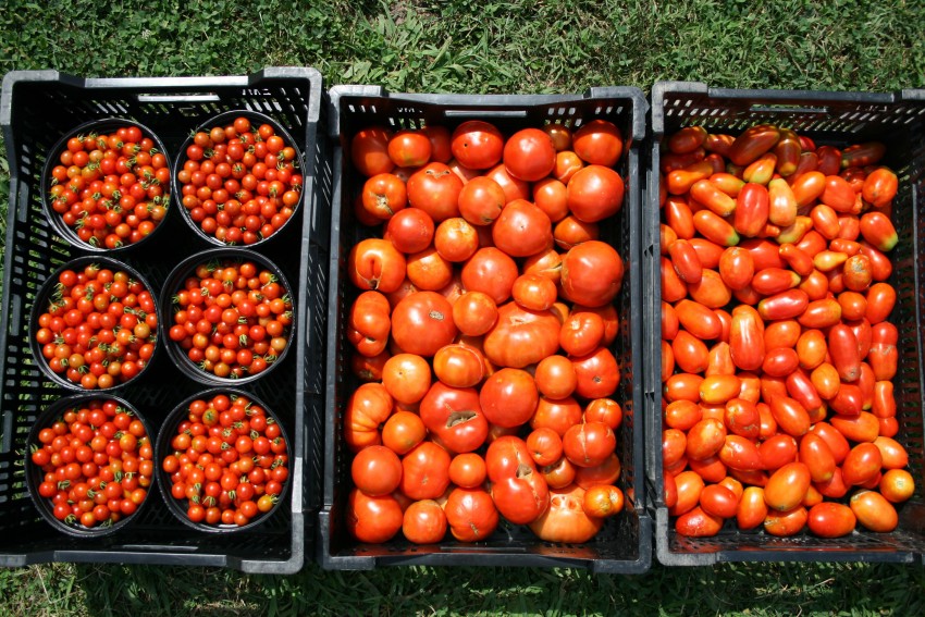 Как хранить помидоры: сорта, условия, методы хранения дома