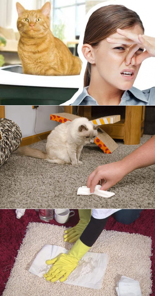 13 эффективных способов, как убрать запах кошачьей мочи с дивана в домашних условиях