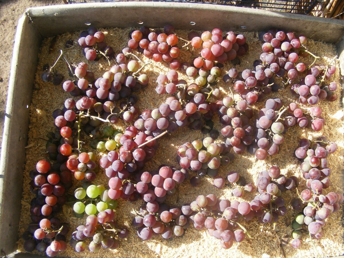 Как правильно и сколько хранить свежий виноград в холодильнике и при комнатной температуре Как сохранить гроздья винограда на зиму, можно ли сохранить виноград до нового года или до весны