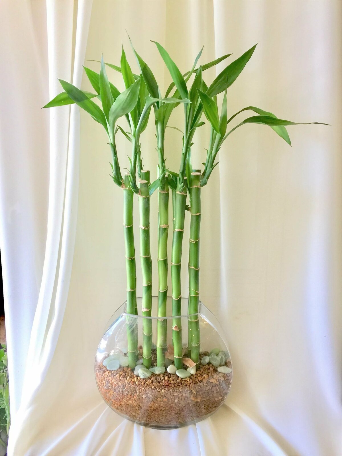 Комнатный бамбук – уход, размножение и 32 фото в интерьере
