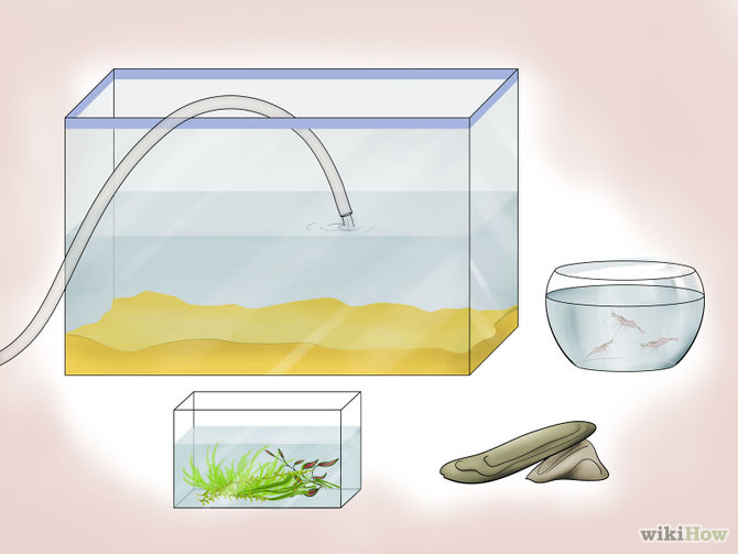 Правильная замена воды в аквариуме