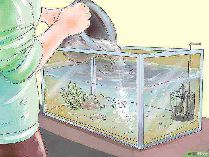 Как часто менять воду в аквариуме: сколько отстаивать воду для аквариума, как менять воду в аквариуме, какую воду заливать в аквариум для рыбок, вода для аквариума