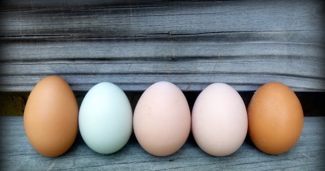 Как правильно определить свежесть куриных яиц в магазине по категории, размеру, цвету, состоянию скорлупы и провести проверку качества в домашних условиях