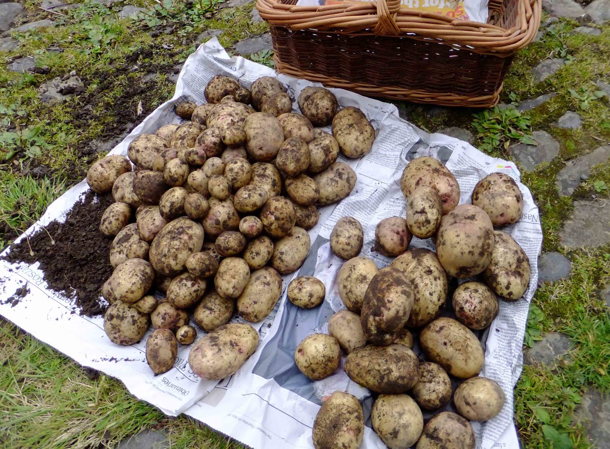 Почему гниет картошка в земле, сразу после уборки и в погребе | огородник