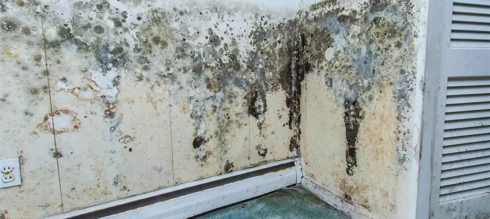 Если появился грибок и плесень на стенах квартиры или дома, избавится от него помогут агрессивные средства Плесень и грибок необходимо удалить полностью, чтобы он не разросся вновь