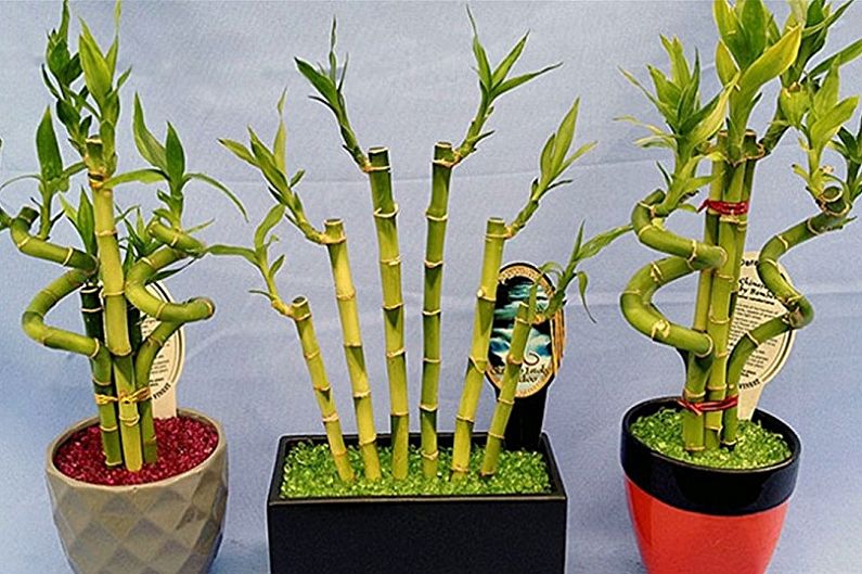 Комнатный бамбук: уход в домашних условиях, выращивание экзотического растения