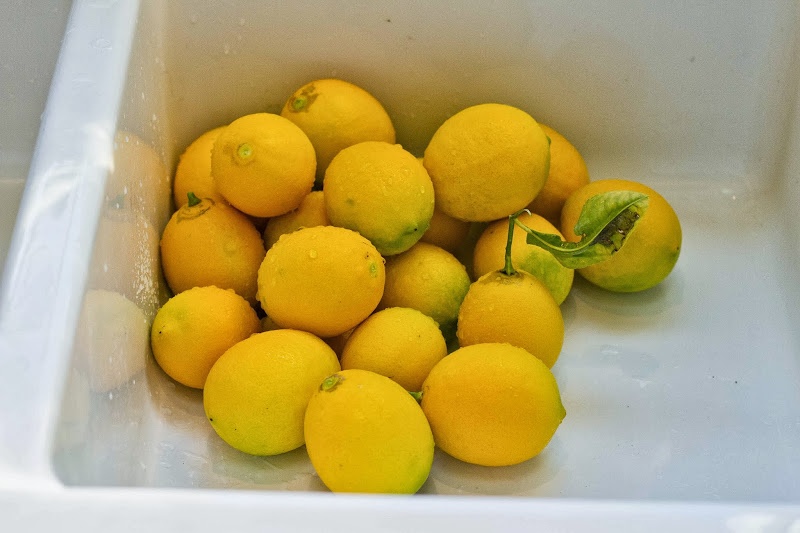 Как хранить лимоны в домашних условиях: в холодильнике, морозилке, при комнатной температуре