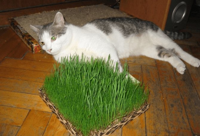 Названия и разновидности любимых трав для кошек и котов, способы её выращивания в домашних условиях из семян: рассмотрим тщательно