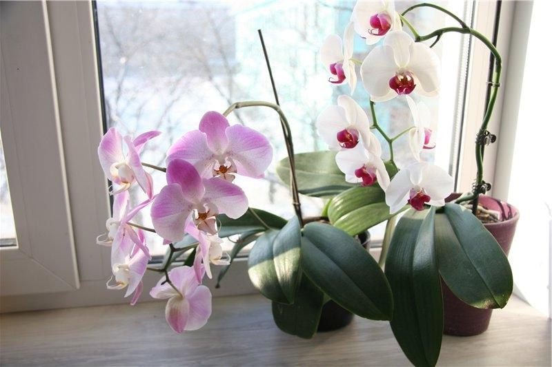 Орхидея - суеверия и приметы, связанные с растением