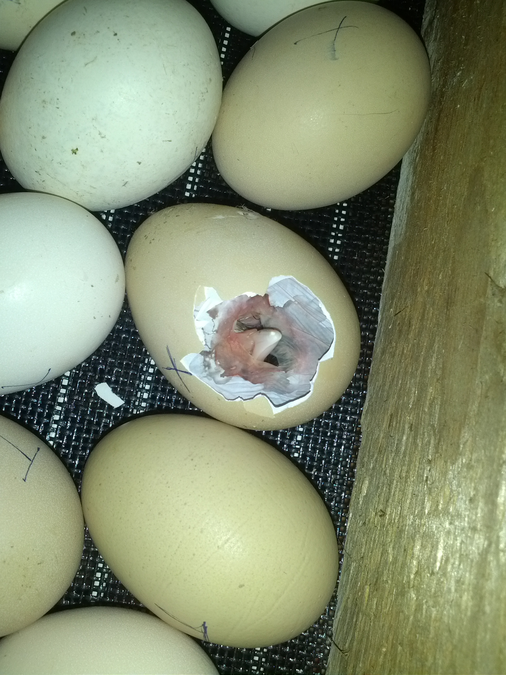 Мыть ли яйца перед хранением и варкой, зачем как и чем