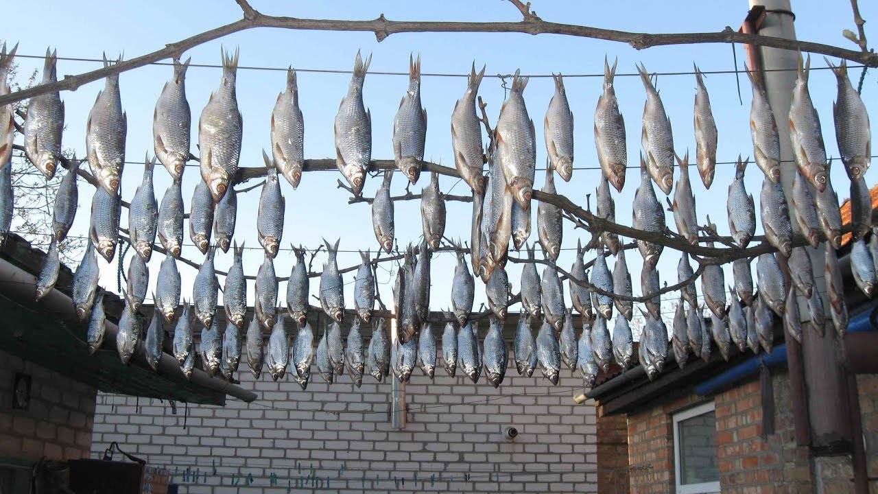 Как хранить вяленую рыбу: 5 рекомендаций специалистов
