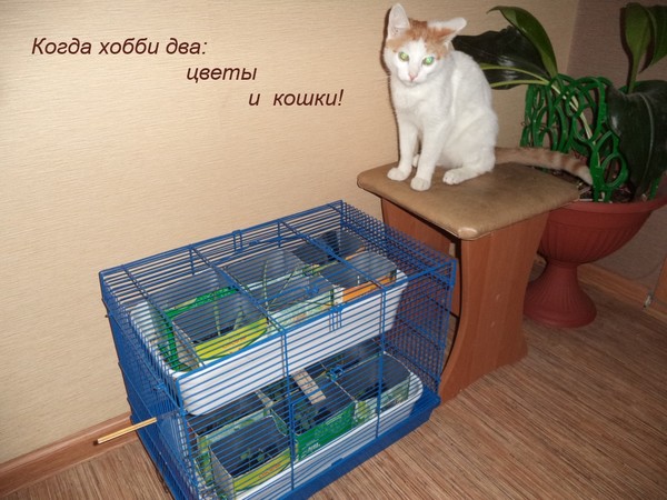 Как защитить комнатные растения от кошки? — ботаничка.ru