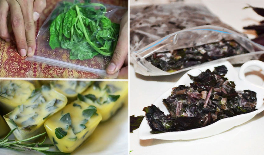 Как заготовить базилик на зиму: заморозка, сушка и консервация 🚩 кулинарные рецепты