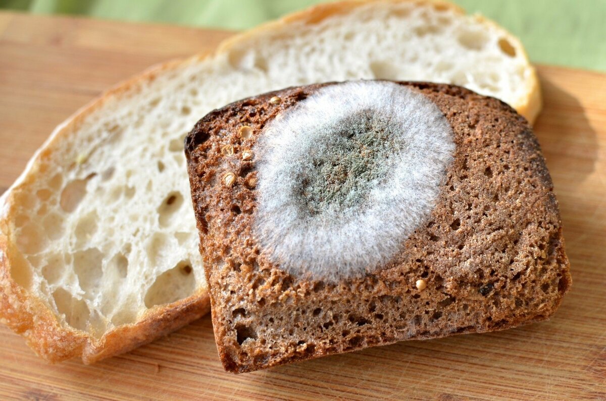 Хлеб с плесенью – можно ли его есть и что с ним делать