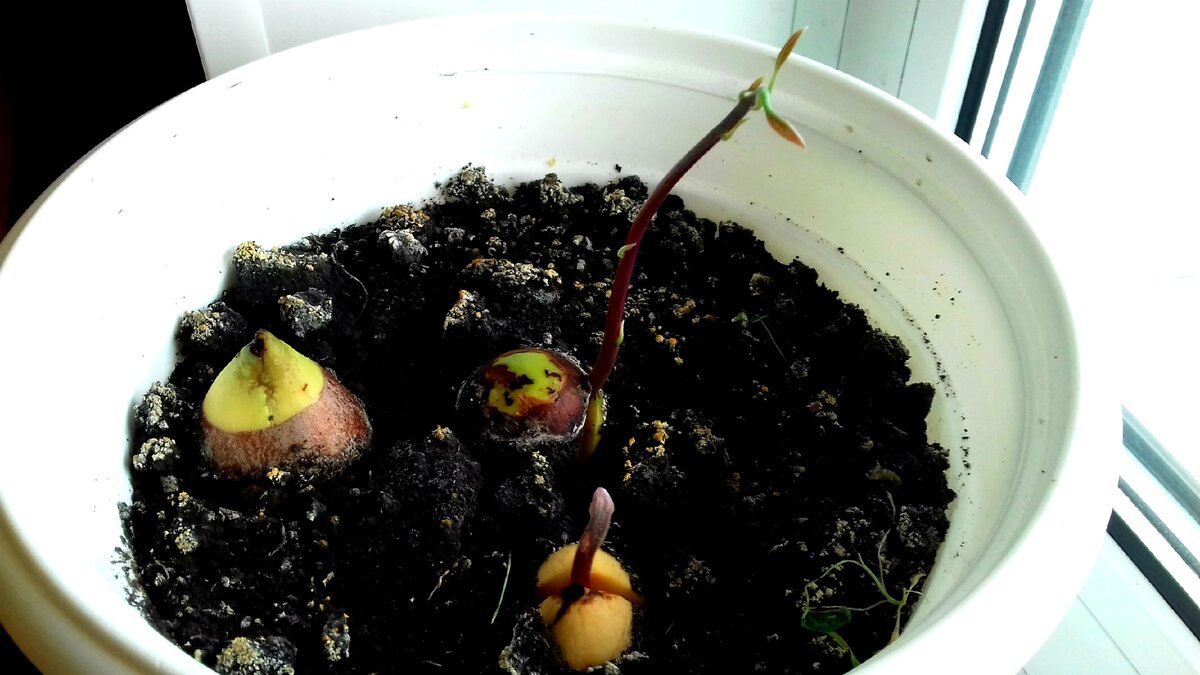 Как вырастить авокадо у себя дома