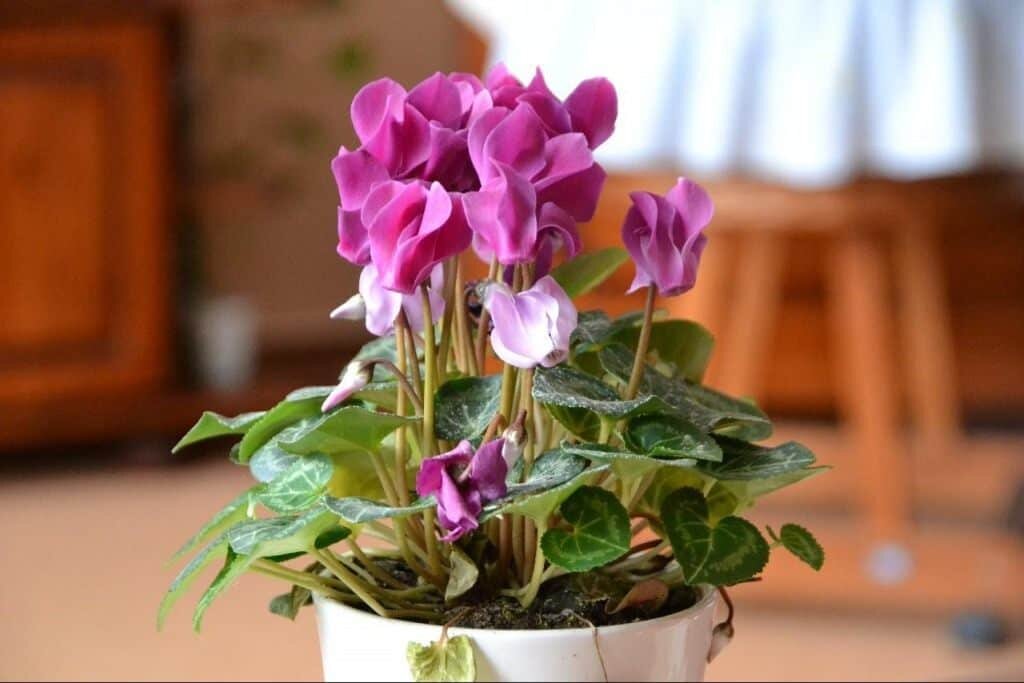 Комнатный цветок каладиум: фото и описание видов