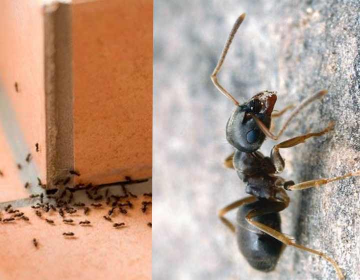 Народное средство от муравьев. как вывести муравьев в квартире и на участке :: syl.ru