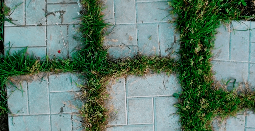 Как избавиться от травы между плиткой?