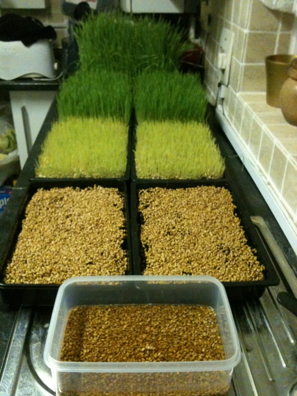 Как вырастить пшеницу в домашних условиях для еды