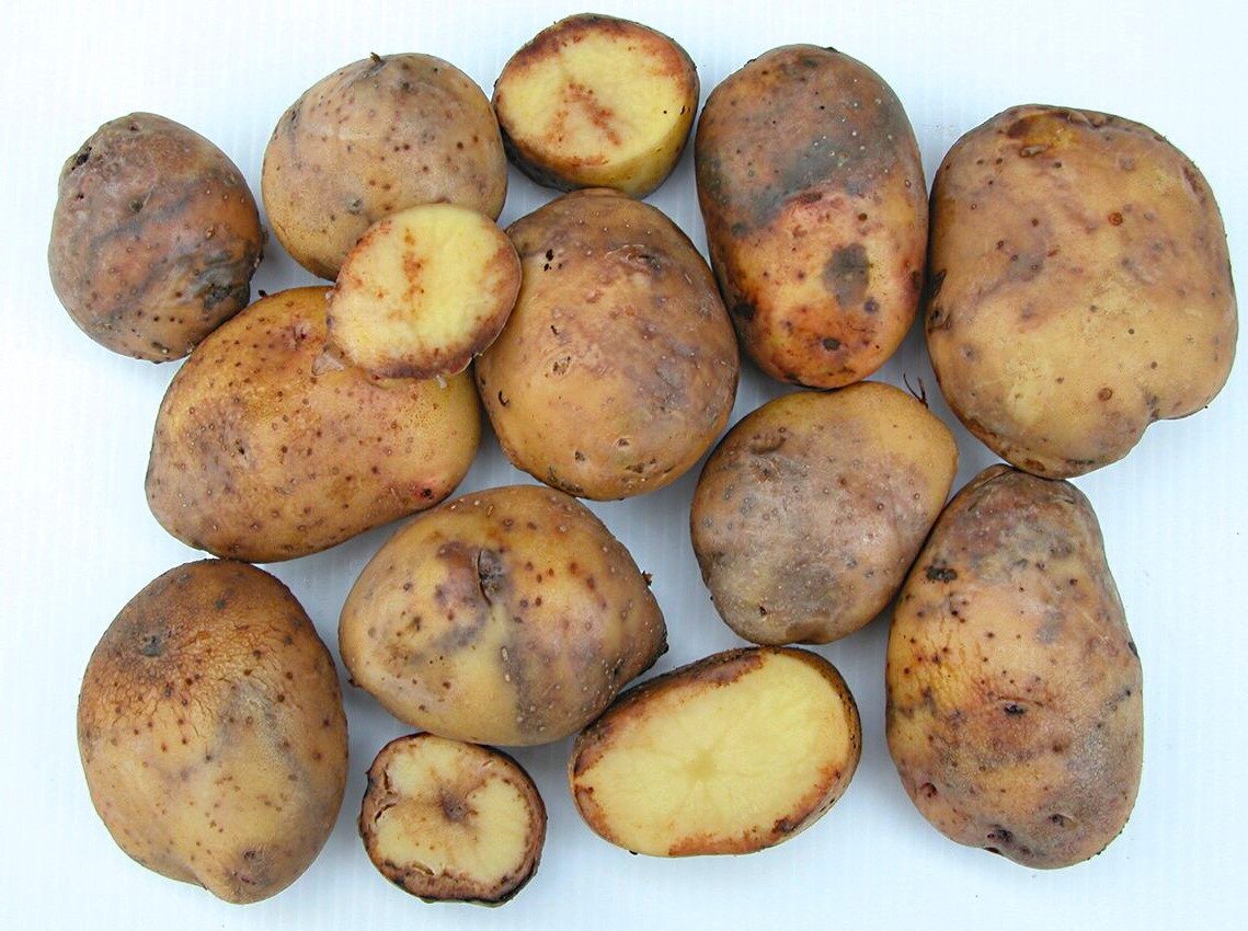 Как избежать гниения картофеля, заложенного на хранение